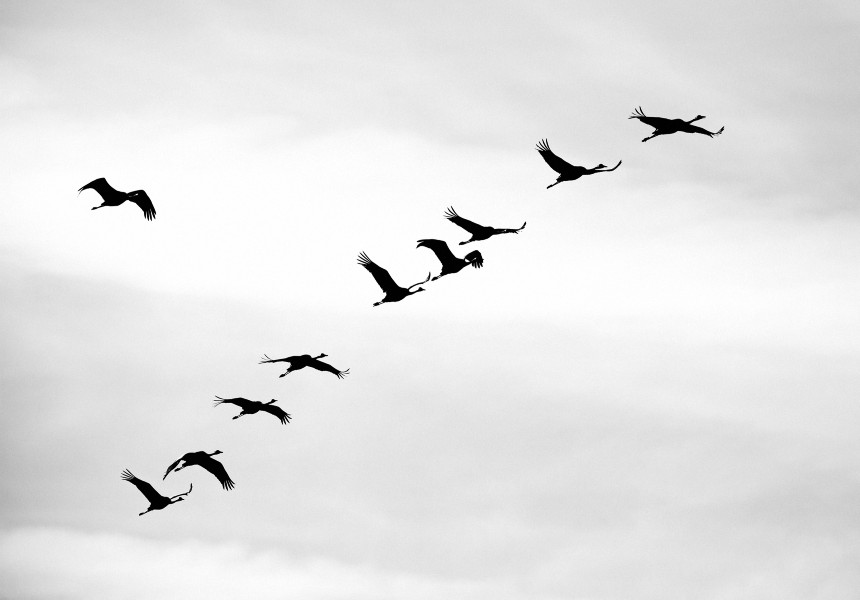 pájaros volando