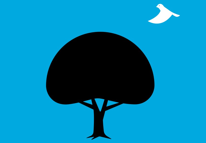 Tree and bird inforgraphic