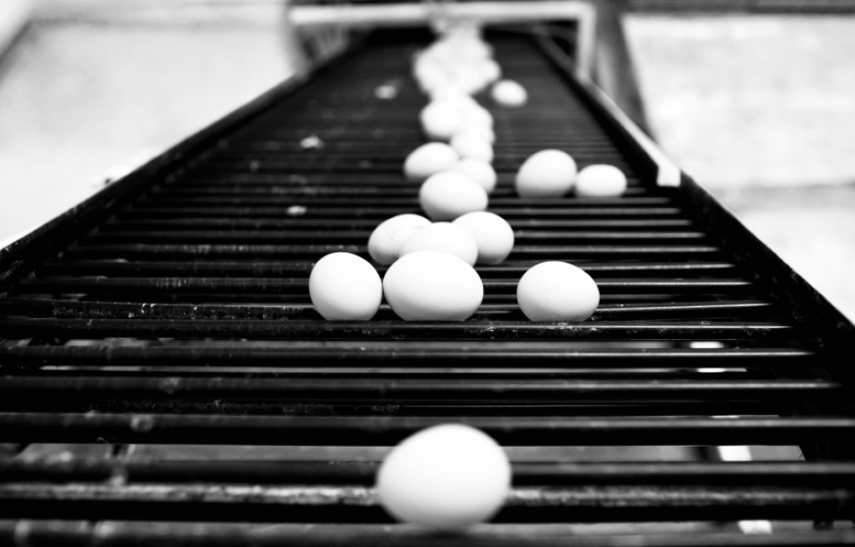 eggs placed on a tray