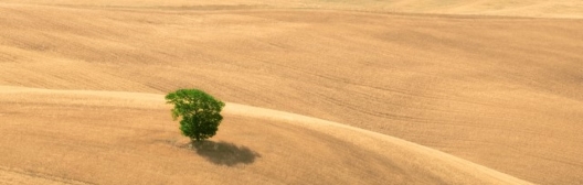 tree in the dessert