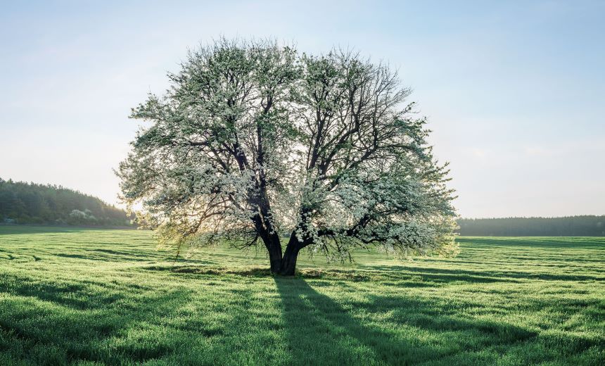 Image of tree in a field