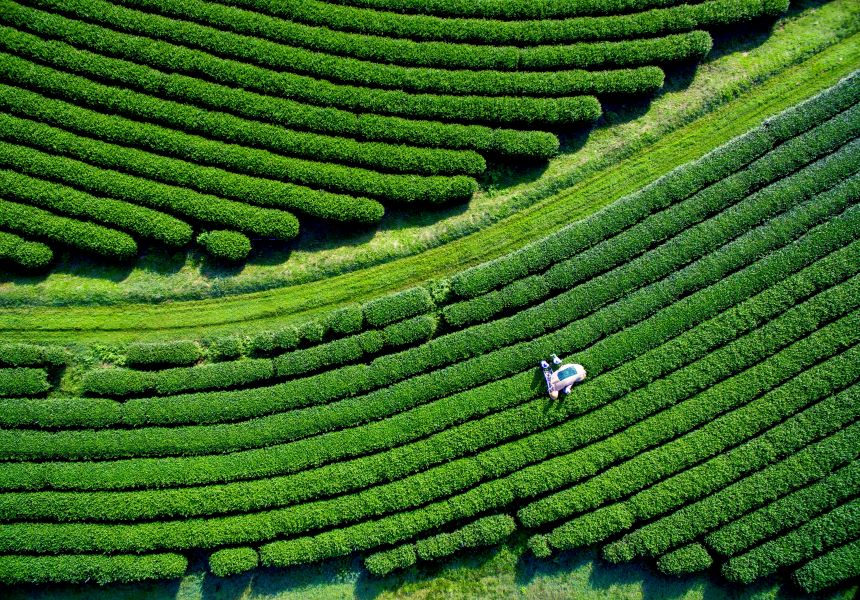 Rows of hedges indicating sustainability 