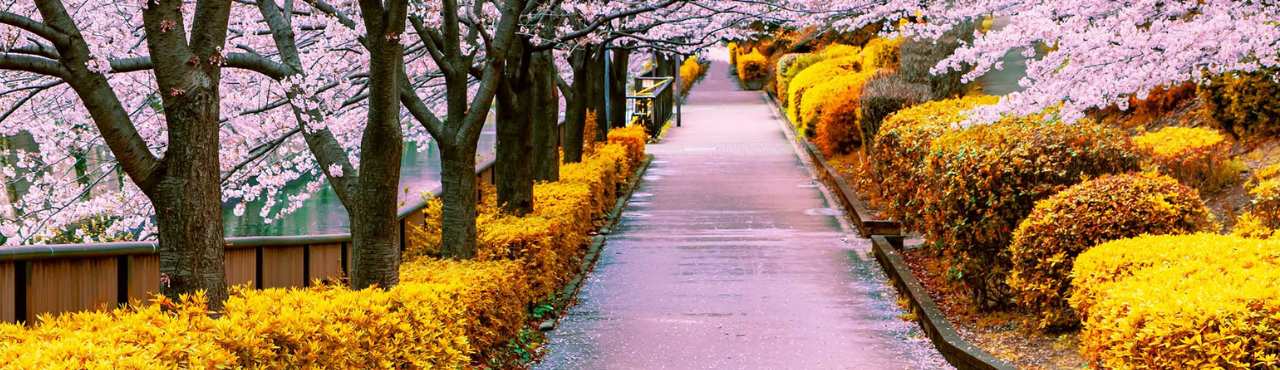 A serene walkway adorned with trees and vibrant flowers, reflecting on an advisor outlook for retirement