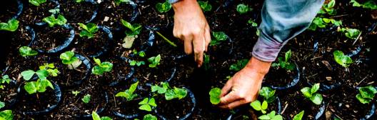 hands planting