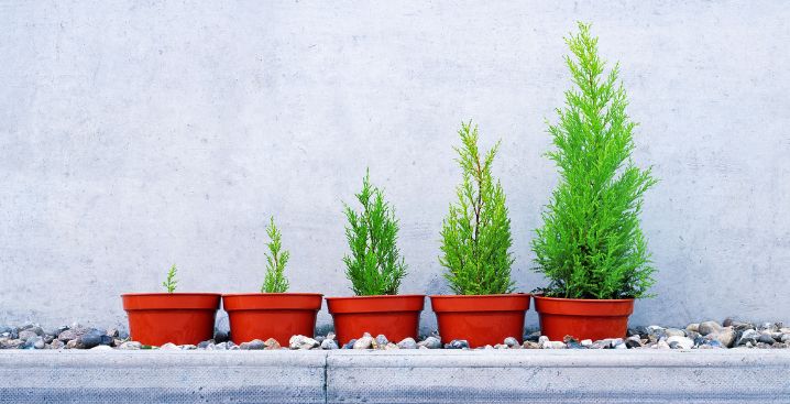 Four red flower pots containing small trees, symbolizing growth strategies for retirement plan advisors