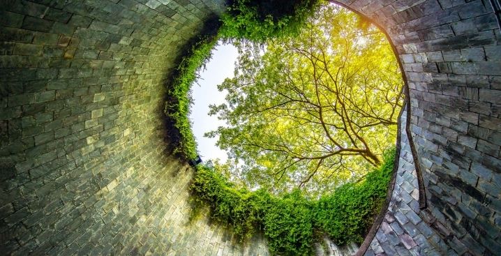 A circular tunnel featuring a tree sprouting from within, representing perspectives in retirement insights