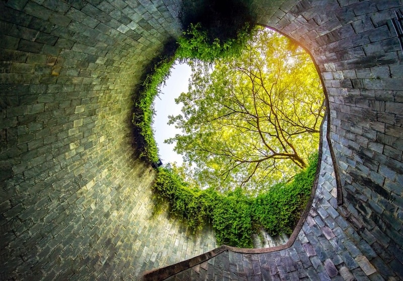 Tunnel view photo looking up to a tree