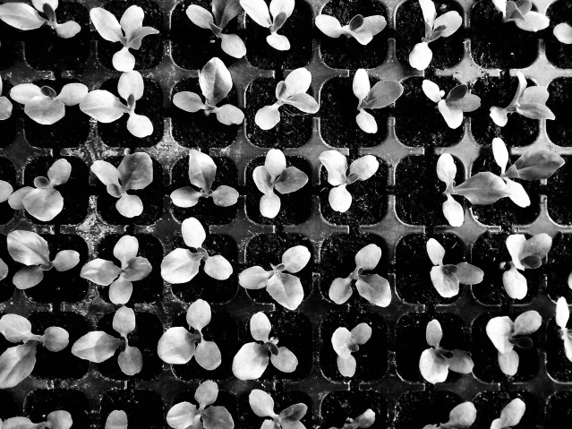 Image of a grid of small plants