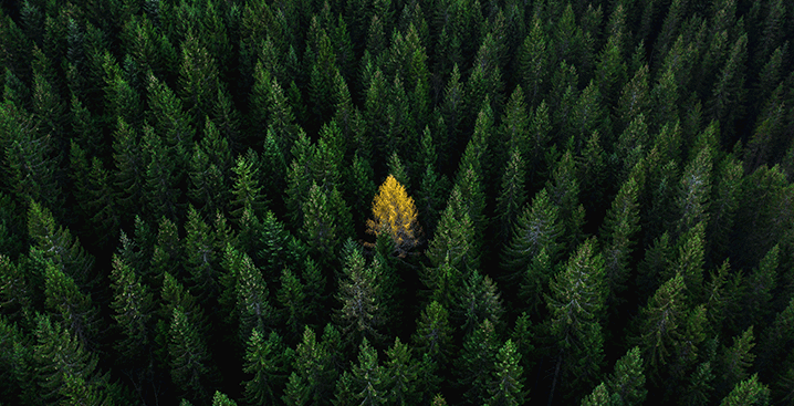 Image a single tree standing out from the crowd