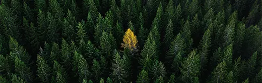 Image a single tree standing out from the crowd