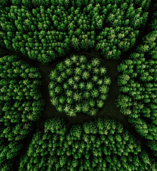 Growing trees in the expanding forest