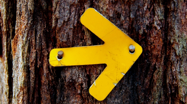 Forward arrow sign board on tree